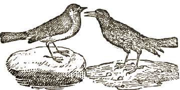 Two Birds On a Stone